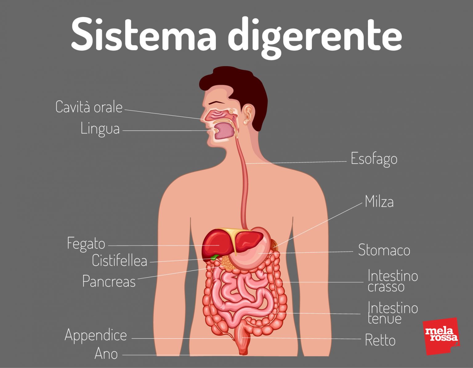 Ulcera Gastrica Epidemiologia Cause Sintomi Pericoli Diagnosi E Cura