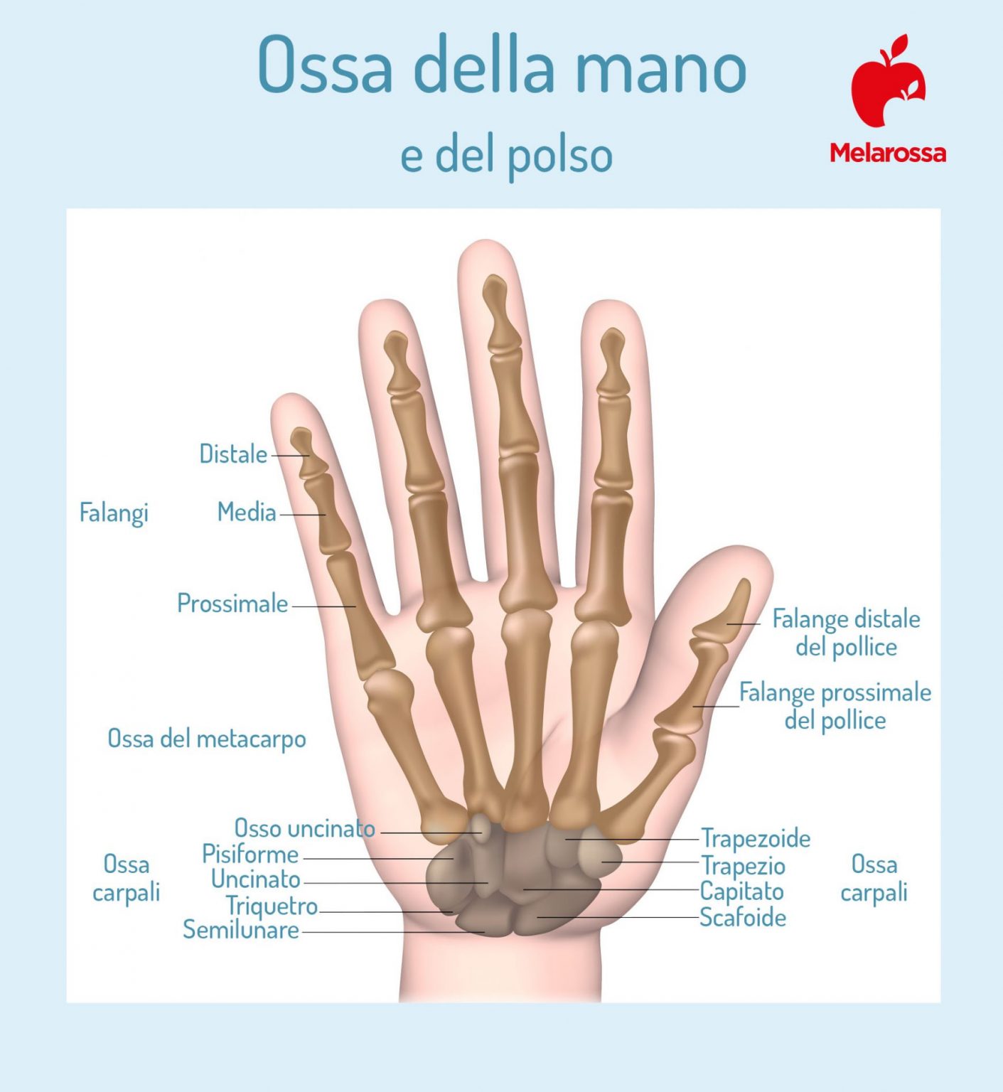 Rizoartrosi Che Cos Sintomi Cause Diagnosi E Cura