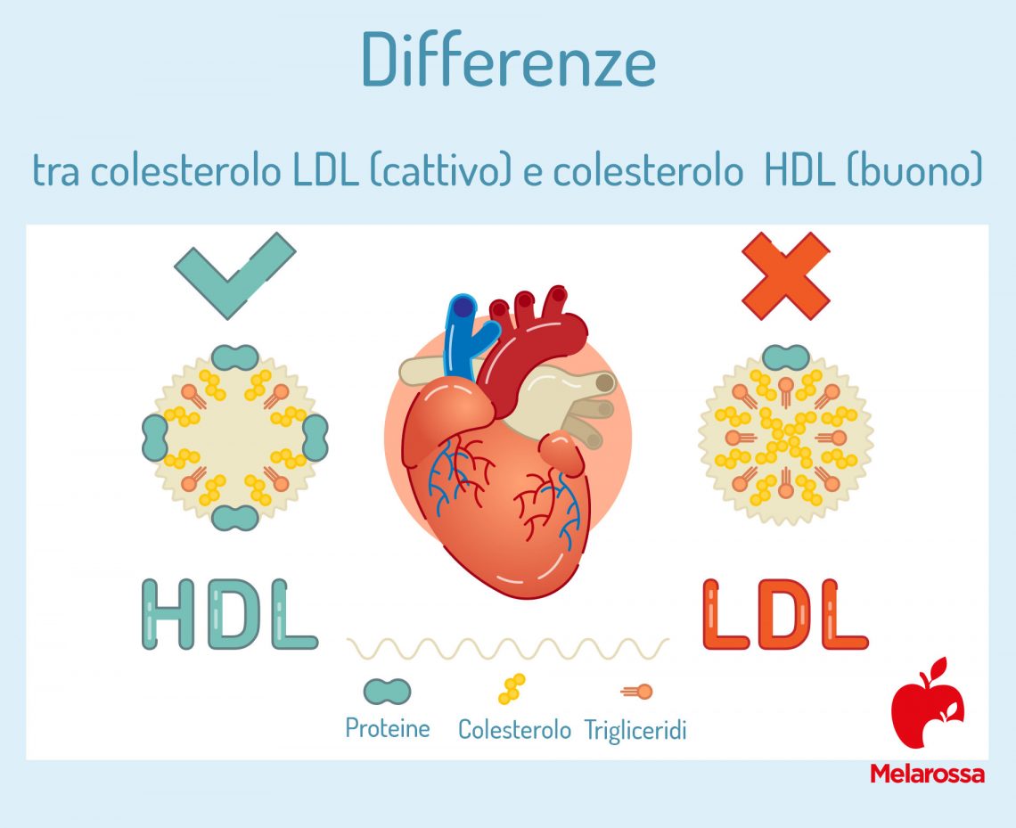 Colesterolo totale cos è valori normali e cosa fare se alto o basso