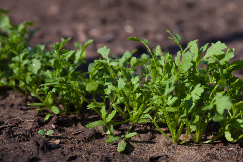 Rucola Caratteristiche Proprietà Nutrizionali E Benefici