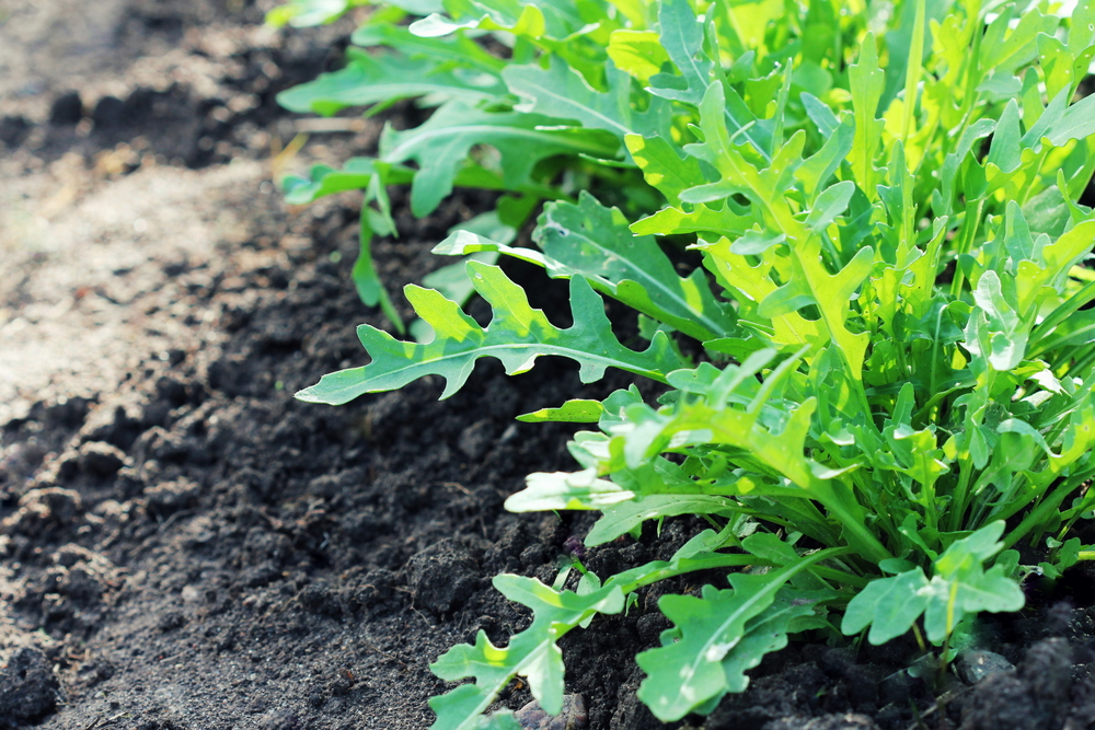 Rucola Caratteristiche Proprietà Nutrizionali E Benefici