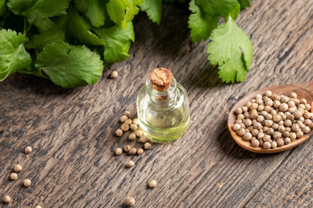 base di legno con foglie verdi, semi e boccetta di olio di coriandolo