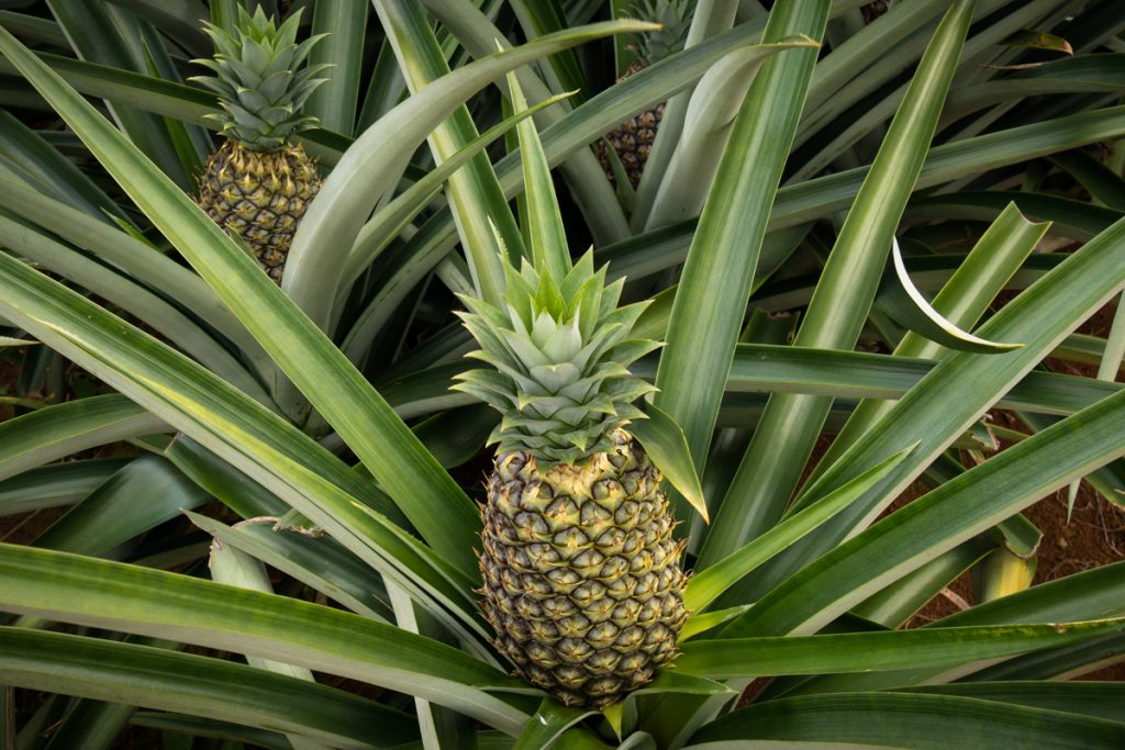 Ananas Proprieta Benefici E Uso In Cucina Melarossa