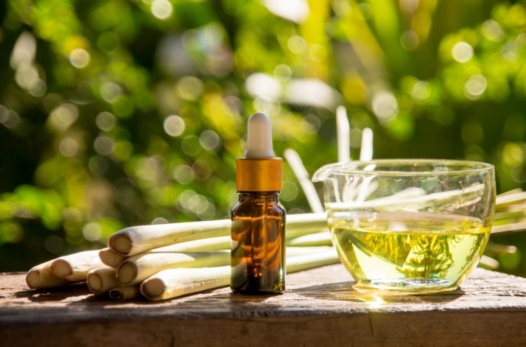 Citronella: cos'è, proprietà terapeutiche, coltivazione della pianta anti zanzare e ricette