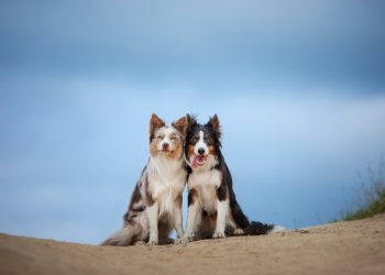 San Valentino cani innamorati