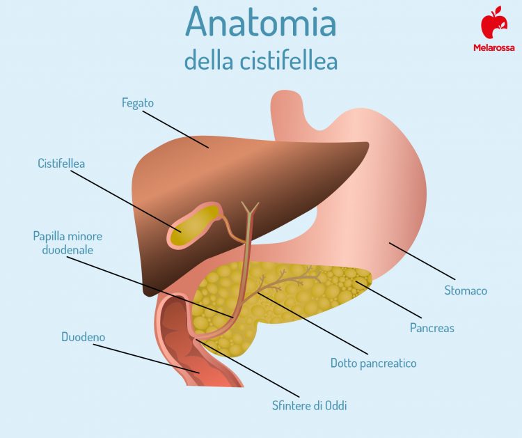 cistifellea