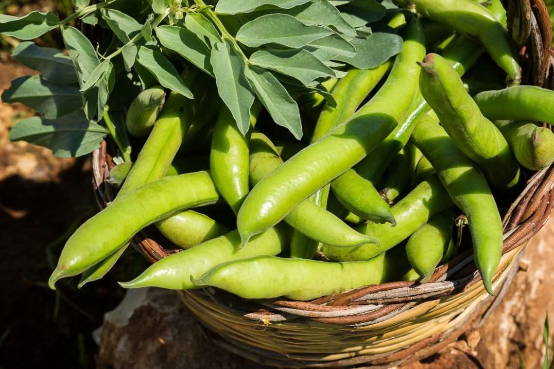 Fave: Proprietà, Benefici, Utilizzi In Cucina - Melarossa