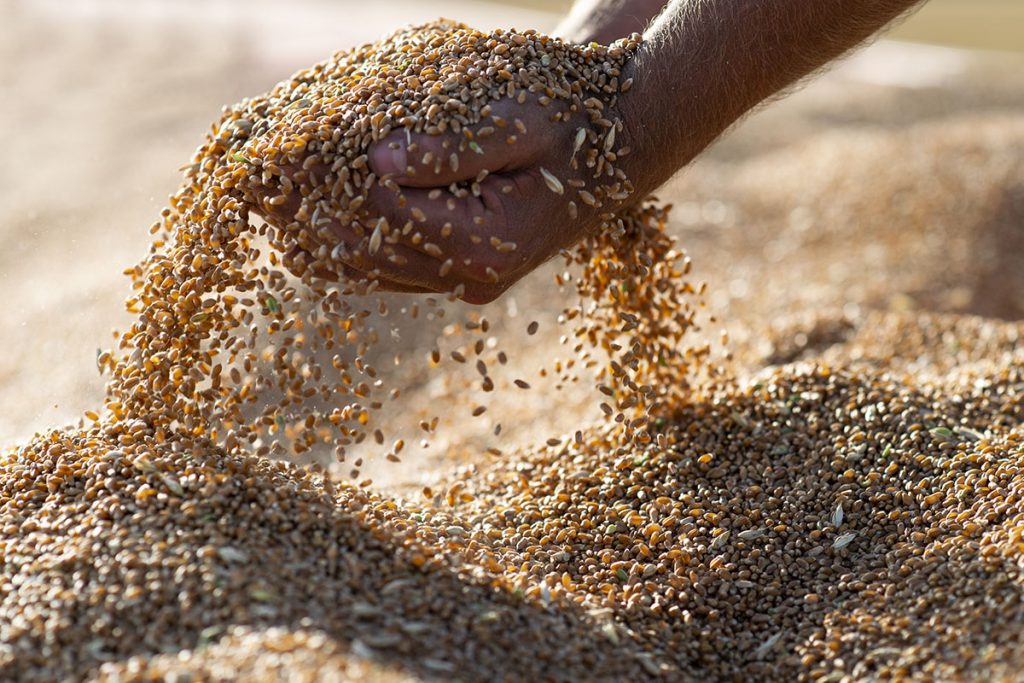 Grano senatore cappelli: benefici, proprietà e controindicazioni