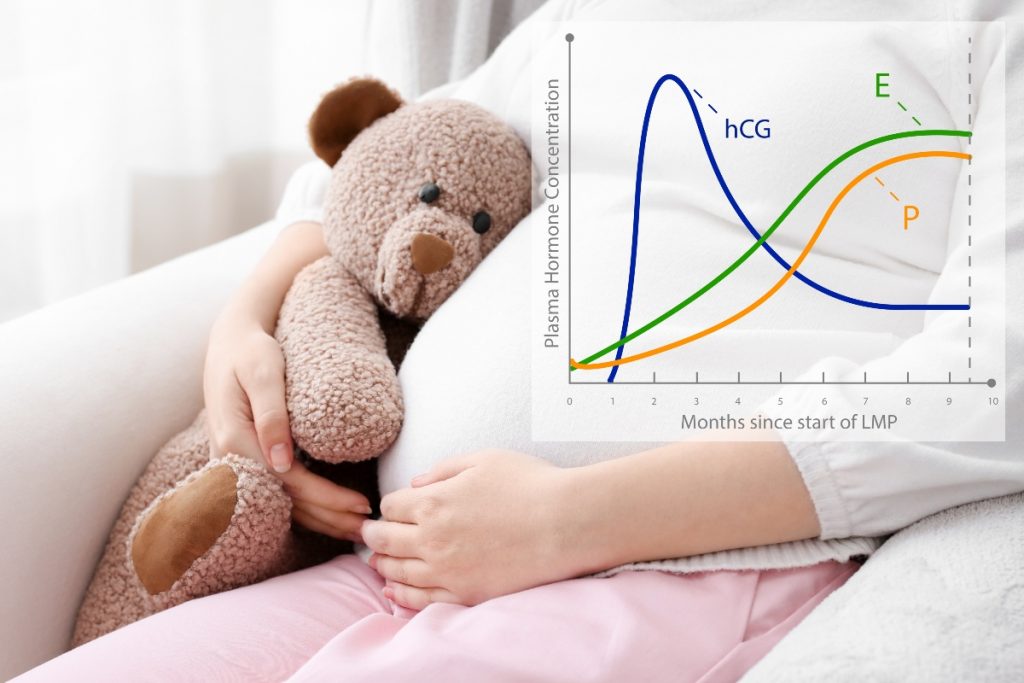 progesterone. cos'è, a cosa serve