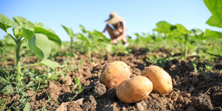 tre patate sulla terra dell'orto