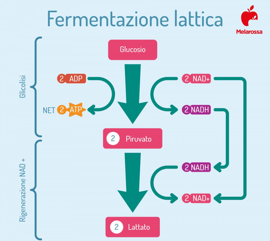 Acido Lattico: Cos’è, Come Si Forma, Rimedi E Come Smaltirlo