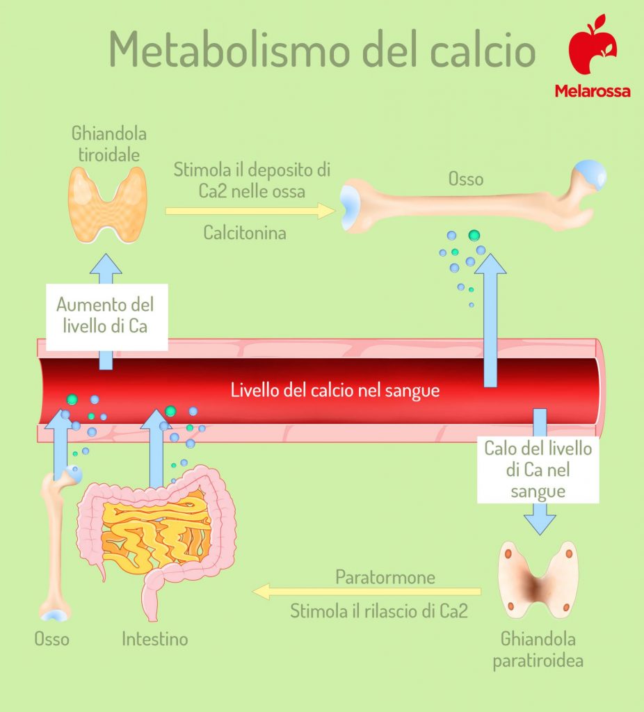 Calcio: Che Cos'è, Fabbisogno Nutrizionale, Alimenti Ricchi, Carenze ...