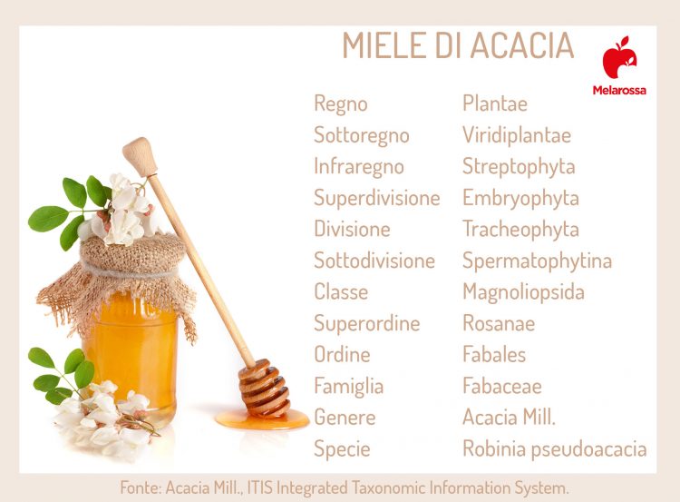 Miele Di Acacia Che Cos Propriet Benefici Rimedi E Usi In Cucina