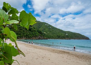 spiaggia caraibica con pianta in primo piano