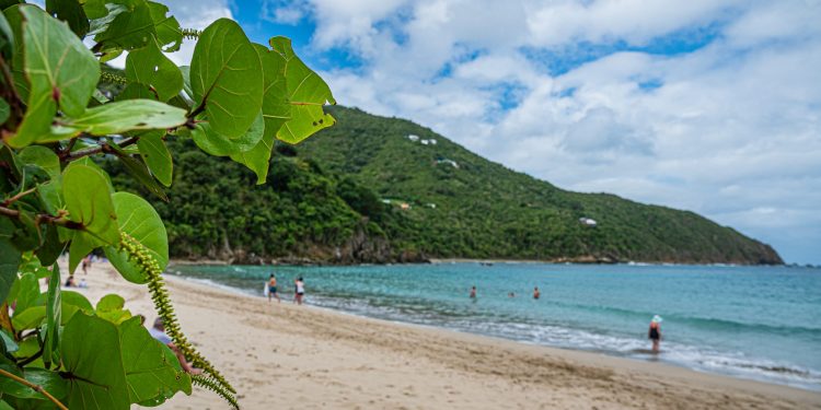 spiaggia caraibica con pianta in primo piano