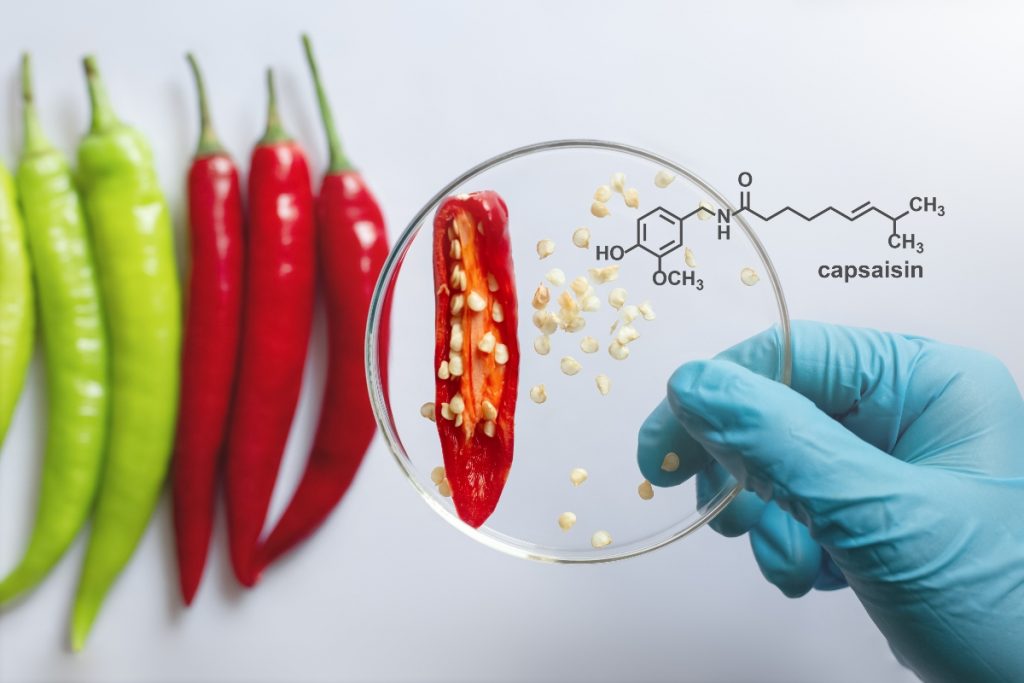 mano di un biologo che ingrandisce con una lenta i semi del peperoncino rosso. Accanto peperoncini verdi e la formula chimica della capsaicina